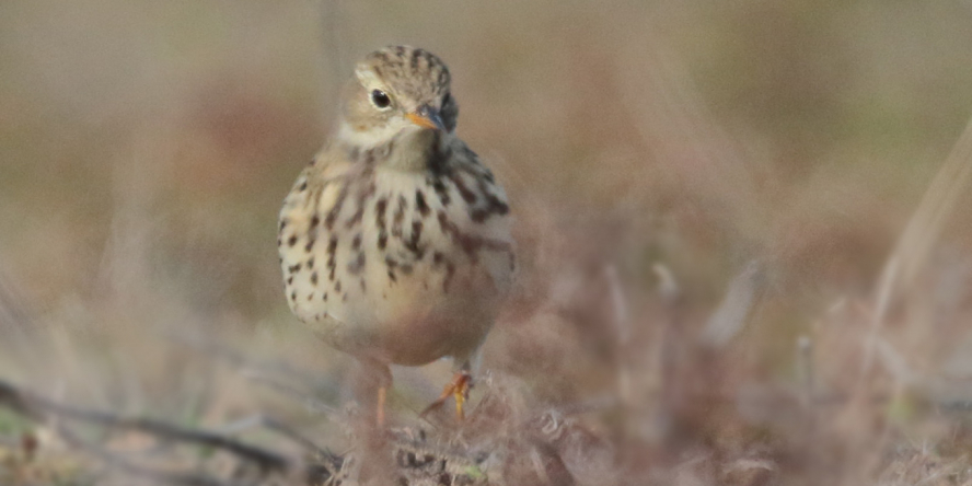 Pipit farlouse de face en train de marcher dans une plaine